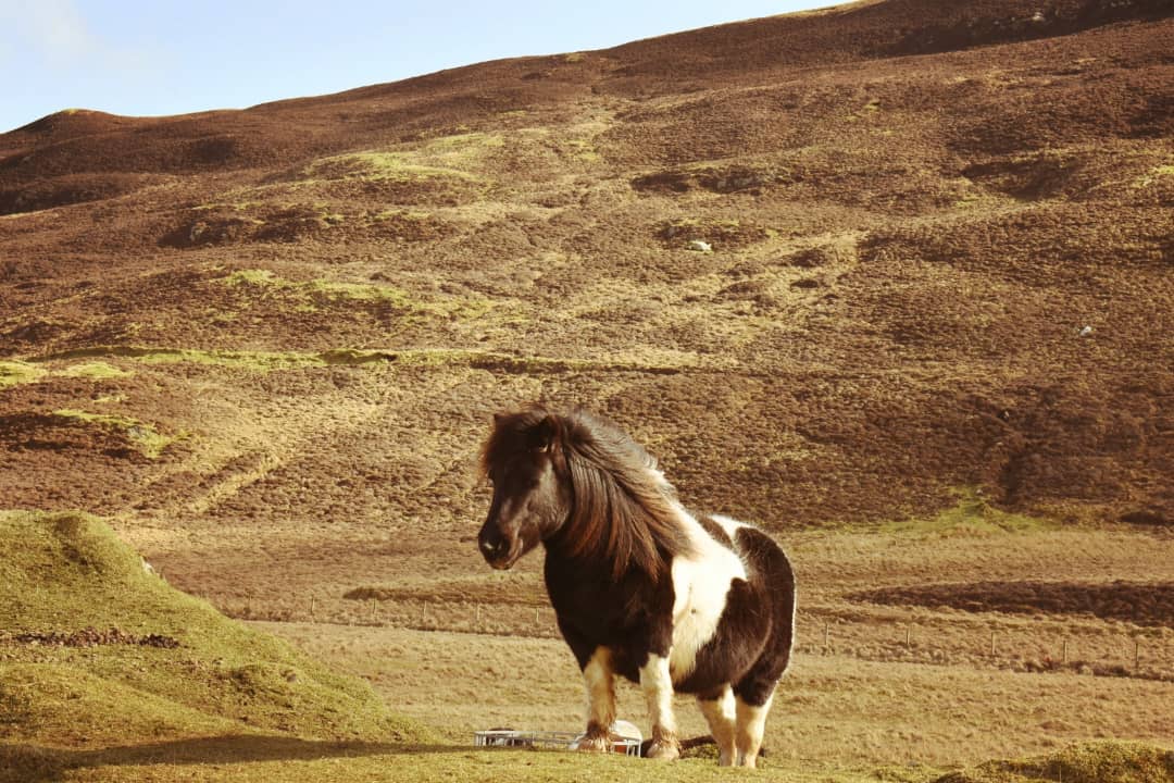 The Shetland pony