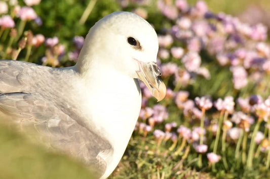 Fulmar