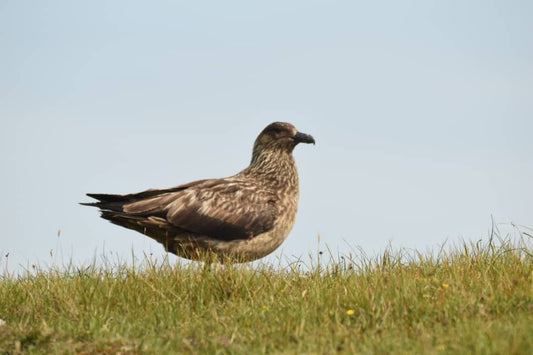 Skua