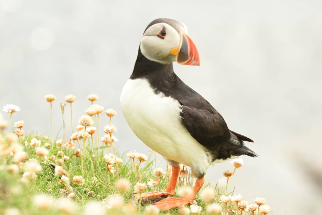 Puffins