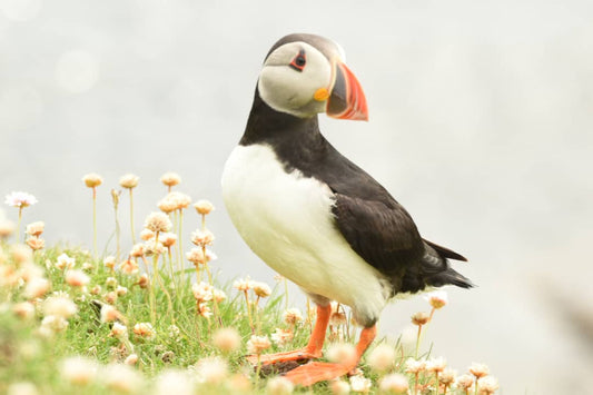Puffins