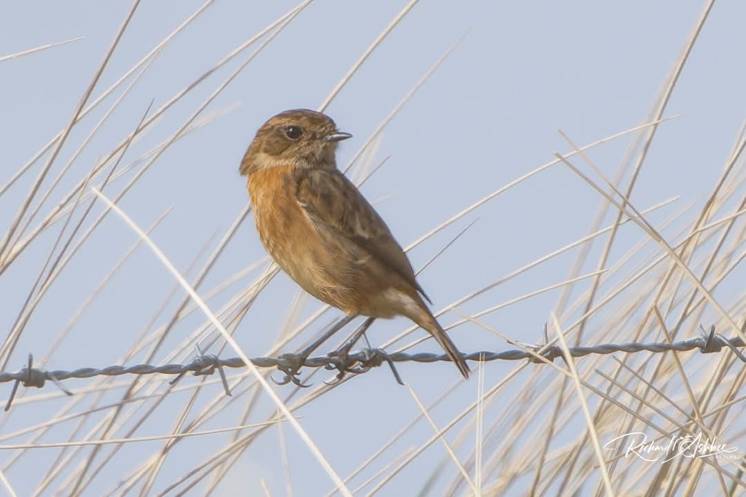 Stonechats